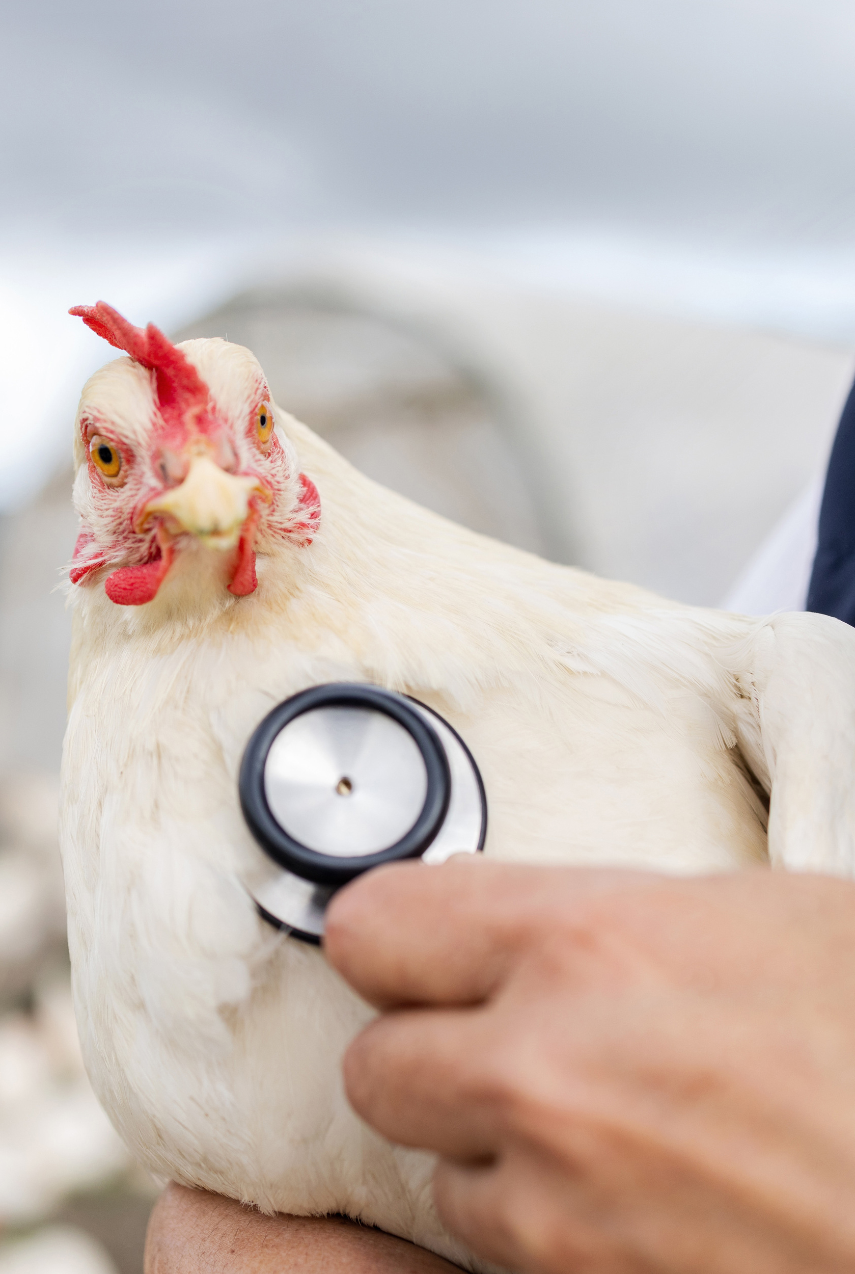 Chicken, animal health and stethoscope with vet, agriculture and livestock, poultry farming in countryside. Healthcare for animals, bird and mockup space, person on farm for medical test and wellness.