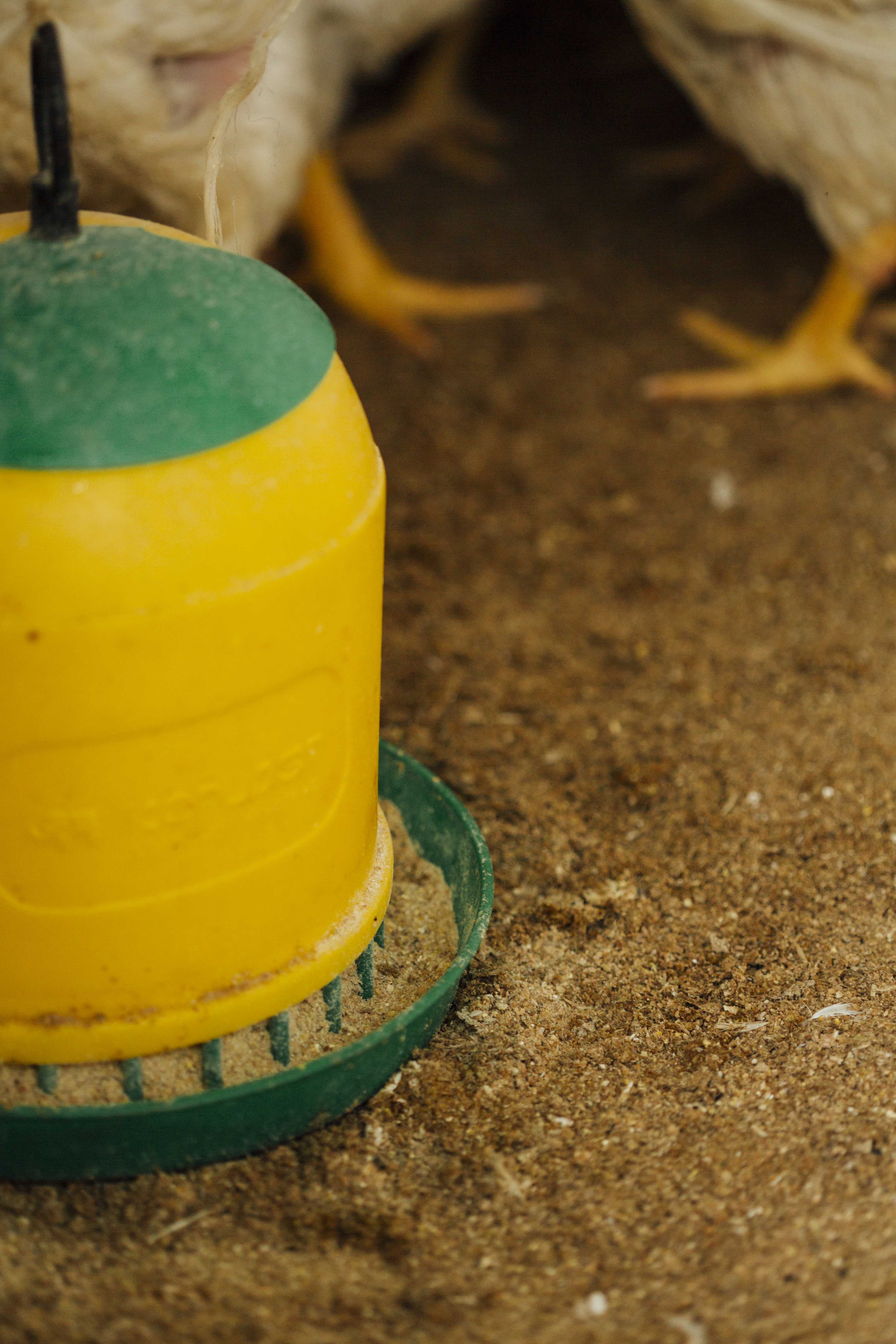 close-up-chicken-eating-pen