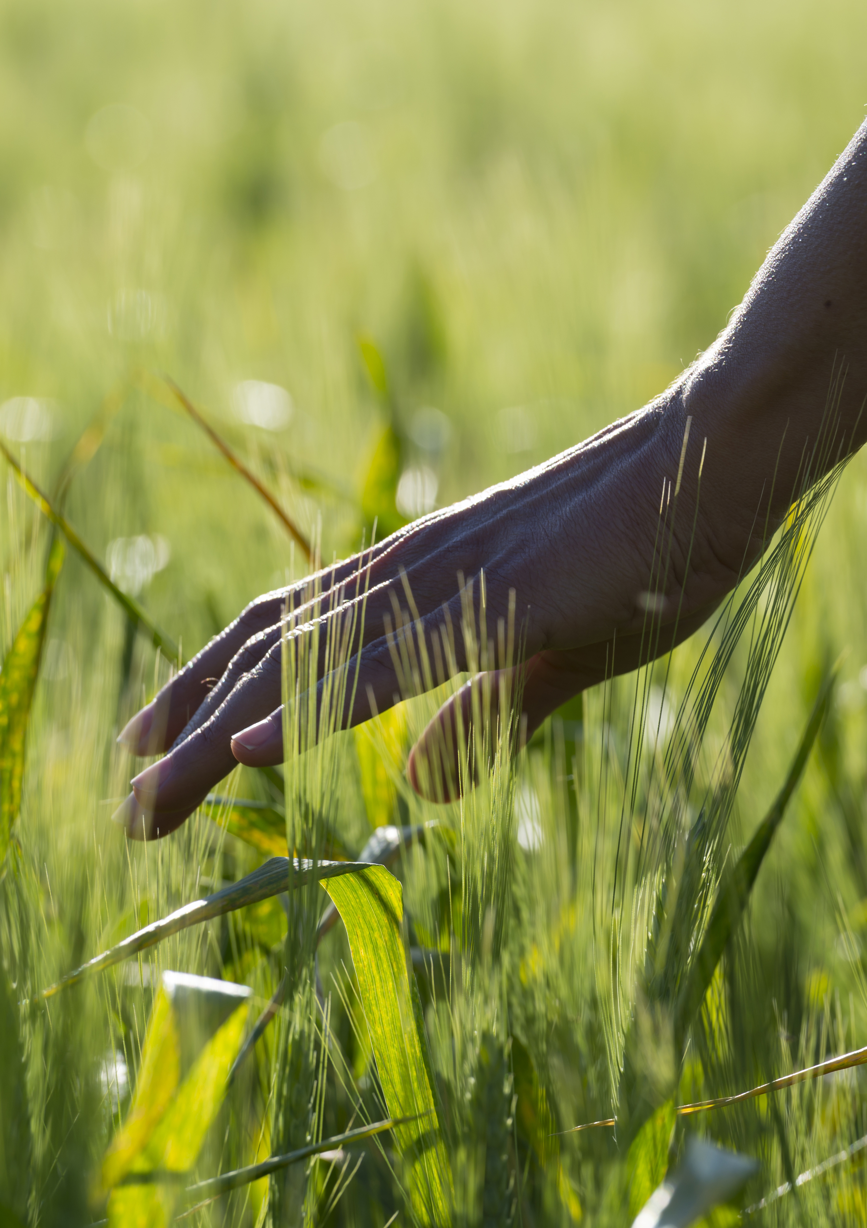 A closeup selective focus shot of a person's hand touching green plants
