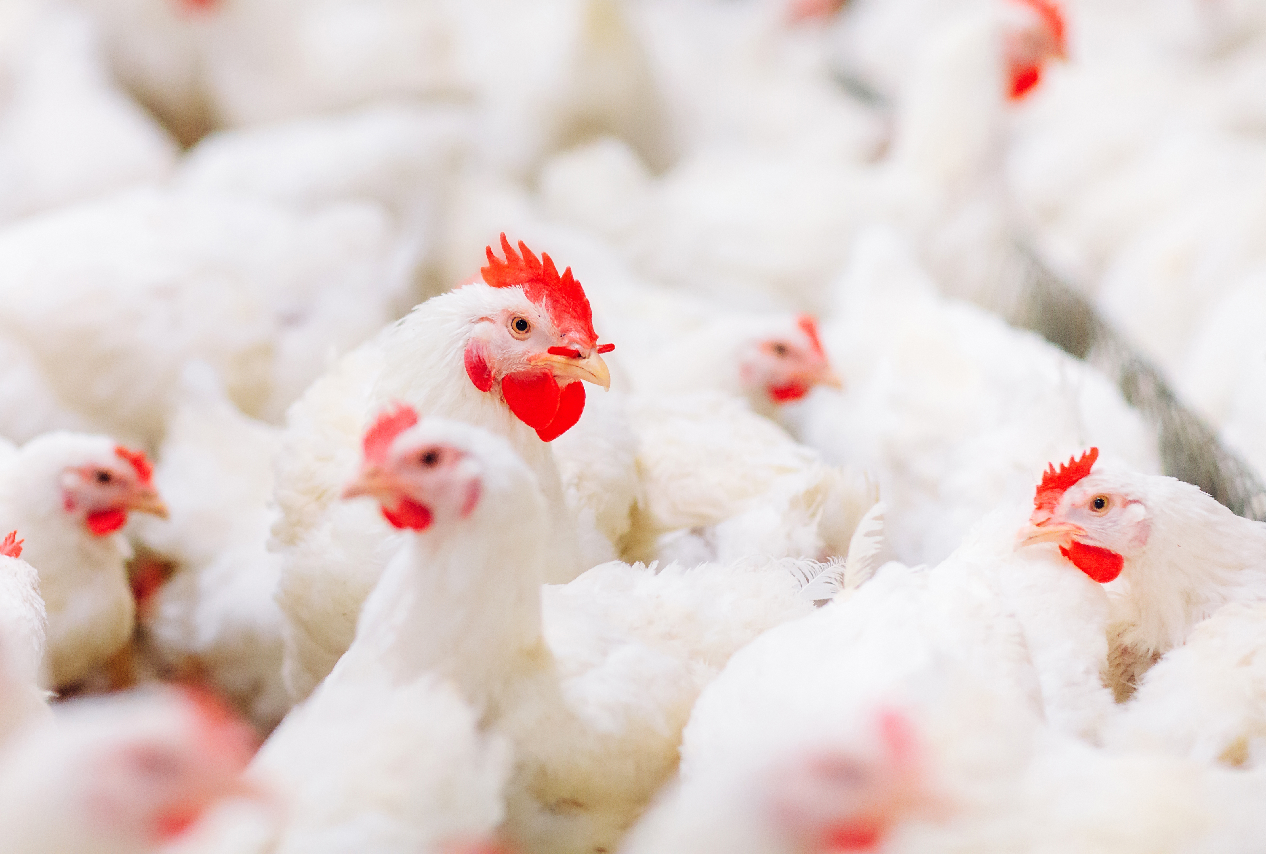Indoors chicken farm, chicken feeding
